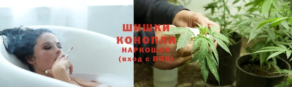сатива Белокуриха